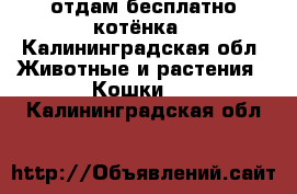 отдам бесплатно котёнка - Калининградская обл. Животные и растения » Кошки   . Калининградская обл.